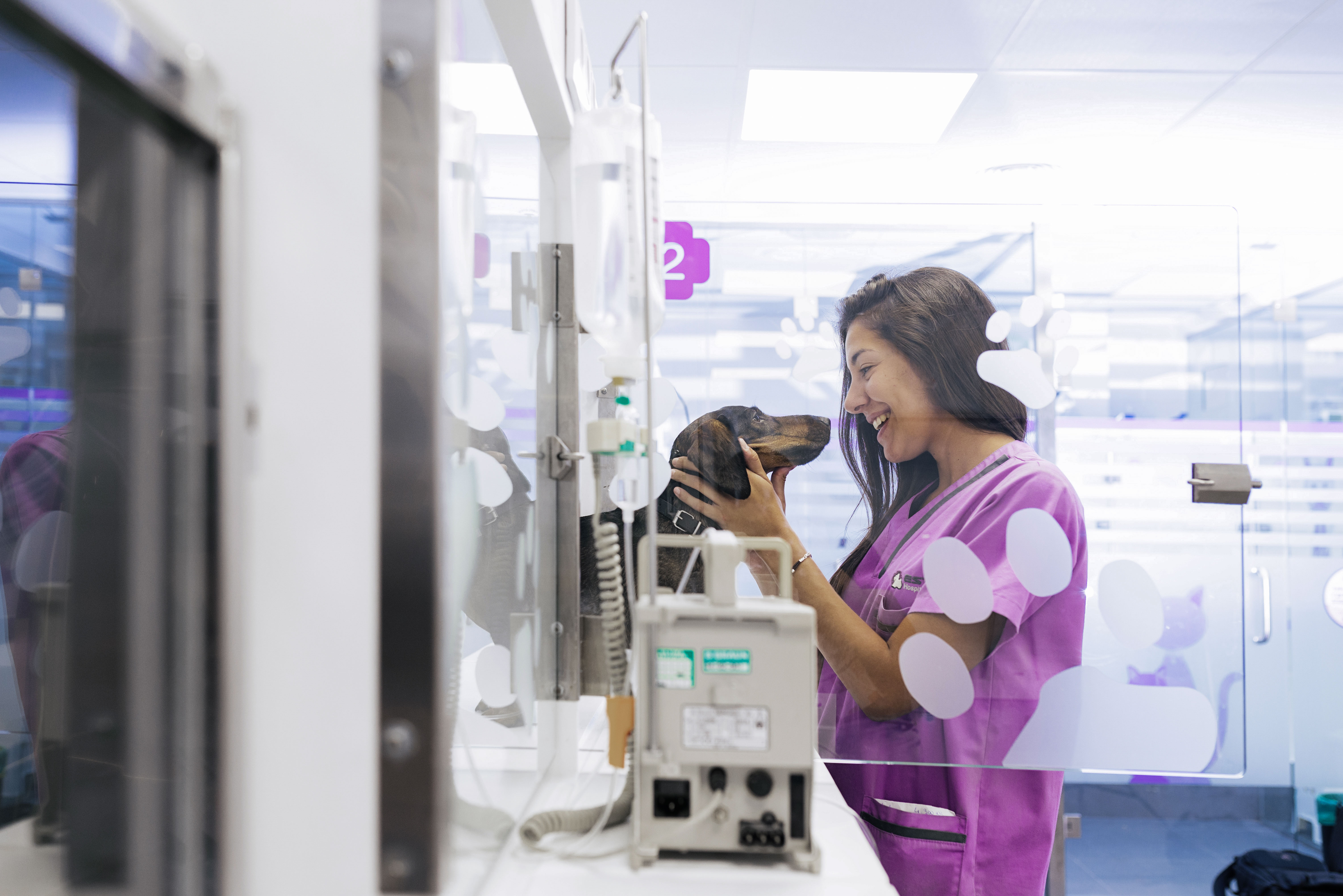 certified veterinary assistant